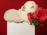 Boy 1, a male French Bulldog for sale in Greensboro, NC – Photo 2 of 10