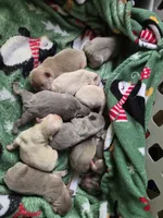 Boy 1, a male French Bulldog for sale in Greensboro, NC – Photo 8 of 10