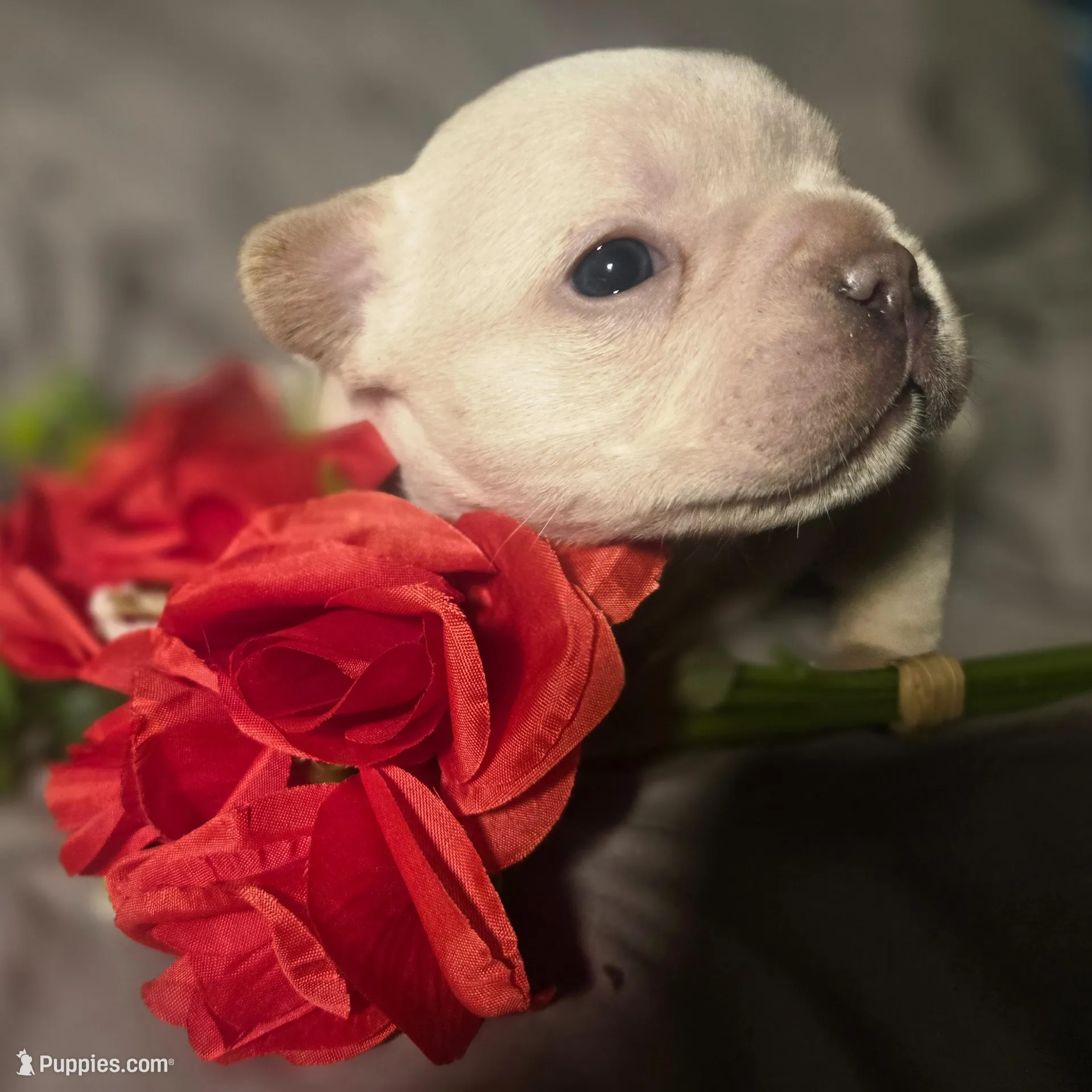 Boy 1, a male French Bulldog for sale in Greensboro, NC – Photo 4 of 10