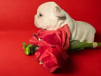 Boy 1, a male French Bulldog for sale in Greensboro, NC – Photo 1 of 10