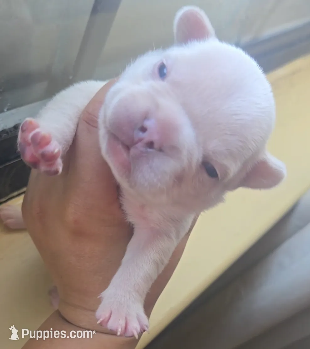 Boy 1, a male French Bulldog for sale in Greensboro, NC – Photo 5 of 10