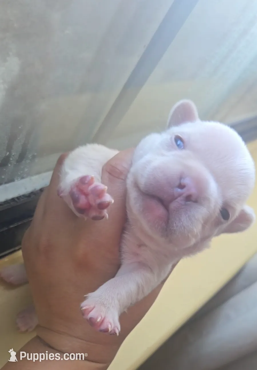 Boy 1, a male French Bulldog for sale in Greensboro, NC – Photo 6 of 10