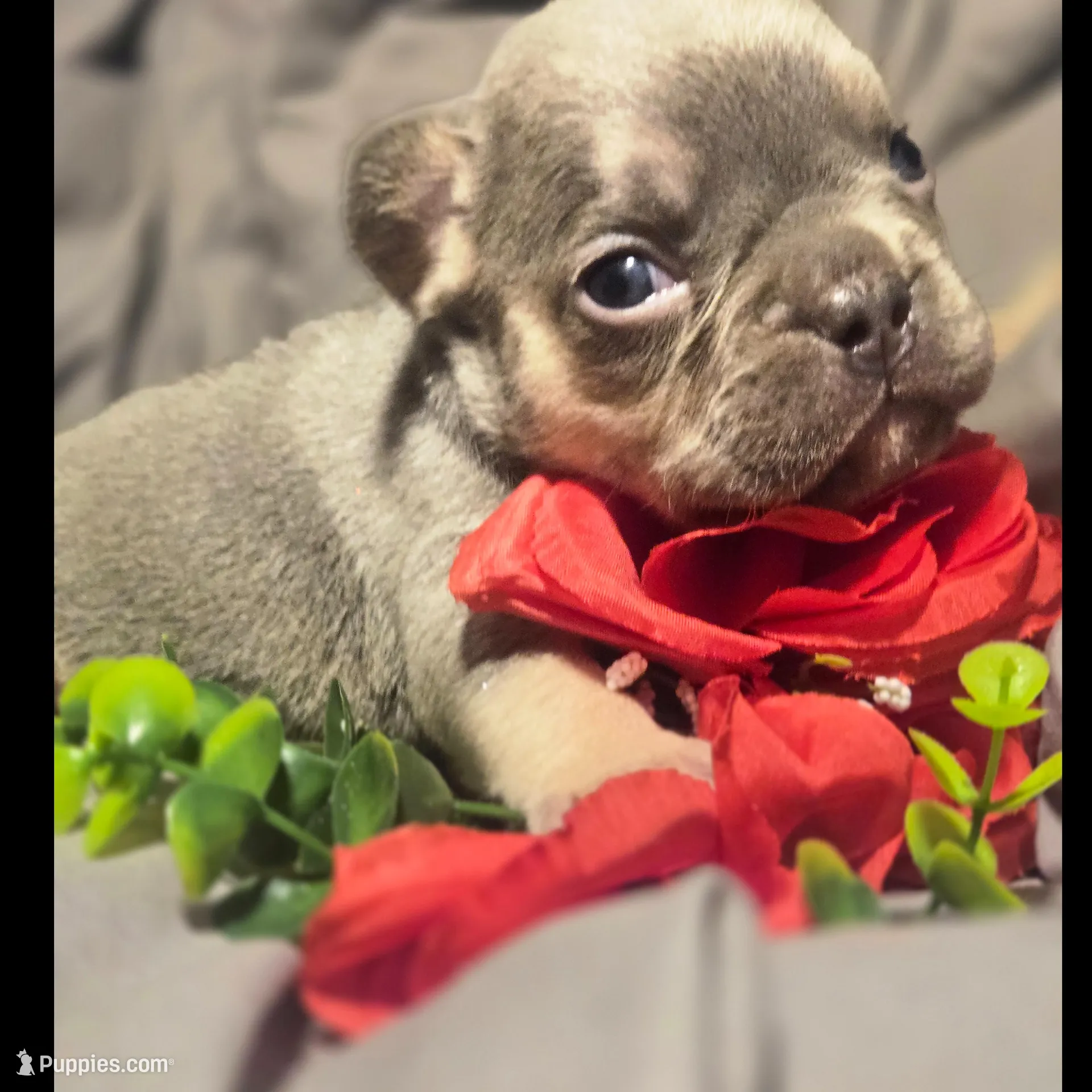 Boy 7, a male French Bulldog for sale in Greensboro, NC – Photo 3 of 8