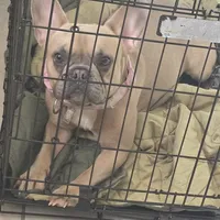 Green Collar, a male French Bulldog for sale in Greensboro, NC – Photo 9 of 9