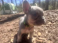 Green Collar, a male French Bulldog for sale in Greensboro, NC – Photo 1 of 9