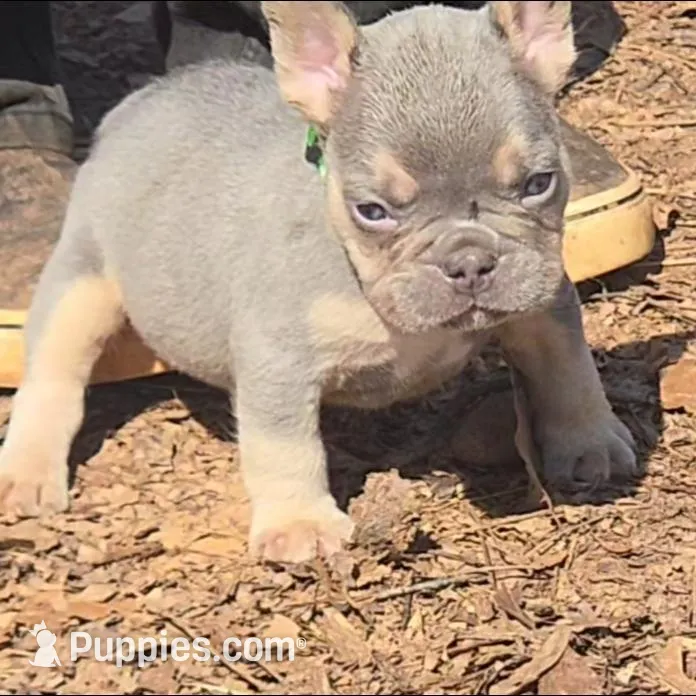 Green Collar Aka Dozer, a male French Bulldog for sale in Greensboro, NC – Photo 1 of 10