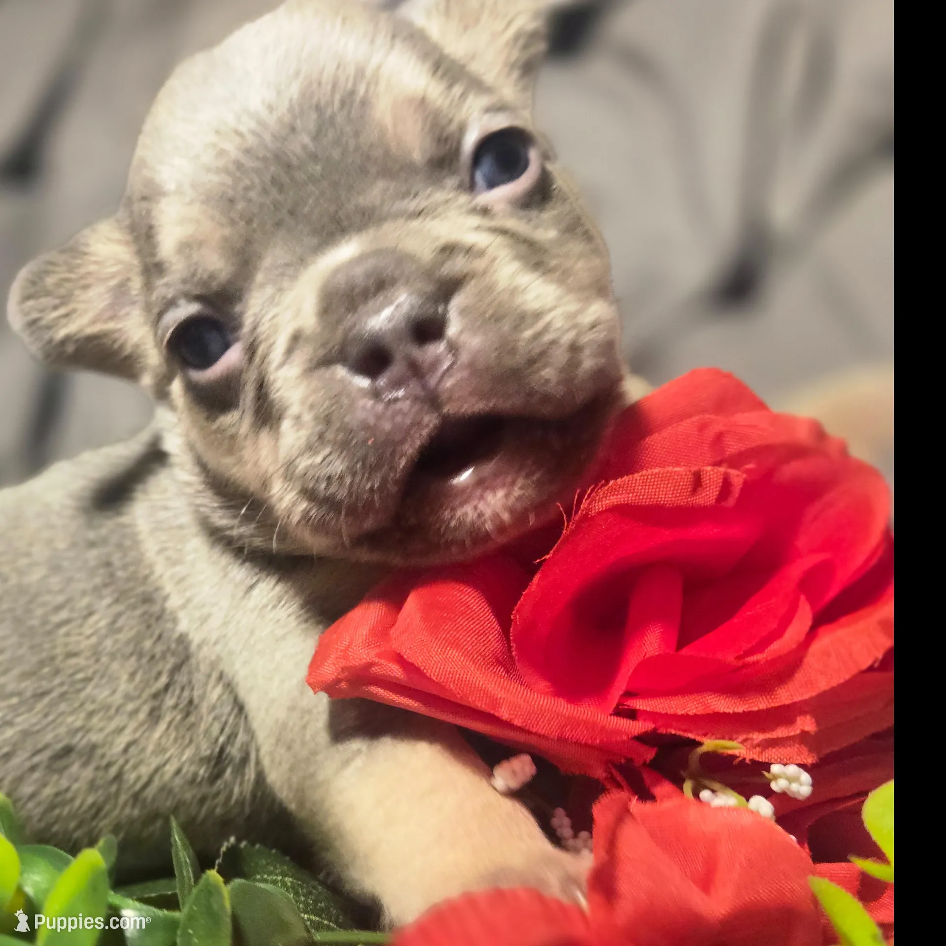 Boy 7, a male French Bulldog for sale in Greensboro, NC – Photo 2 of 8