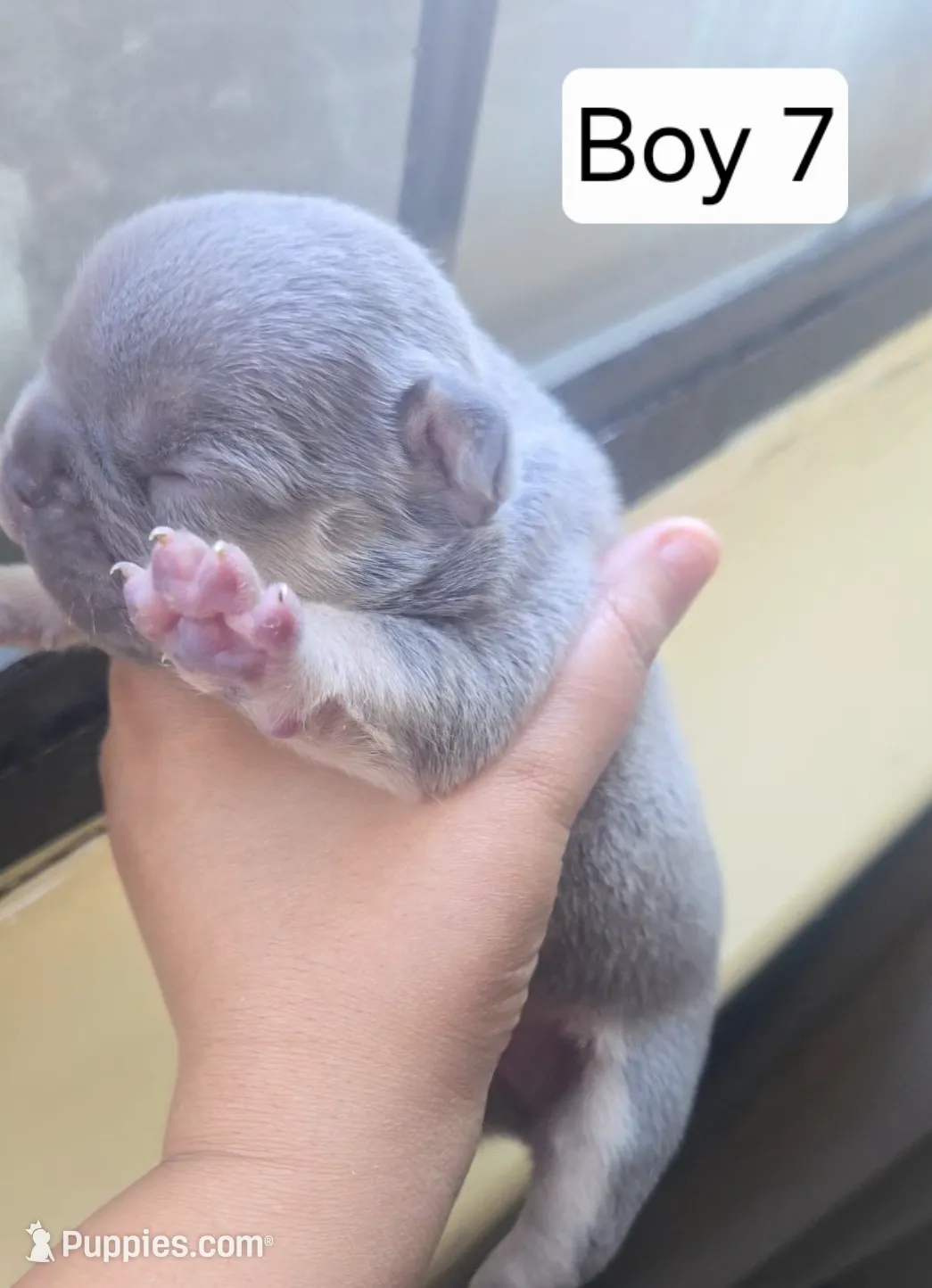 Boy 7, a male French Bulldog for sale in Greensboro, NC – Photo 5 of 8