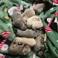 Green Collar, a male French Bulldog for sale in Greensboro, NC – Photo 6 of 9