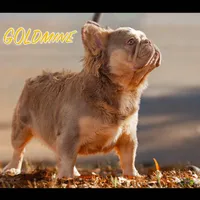 Green Collar, a male French Bulldog for sale in Greensboro, NC – Photo 7 of 9