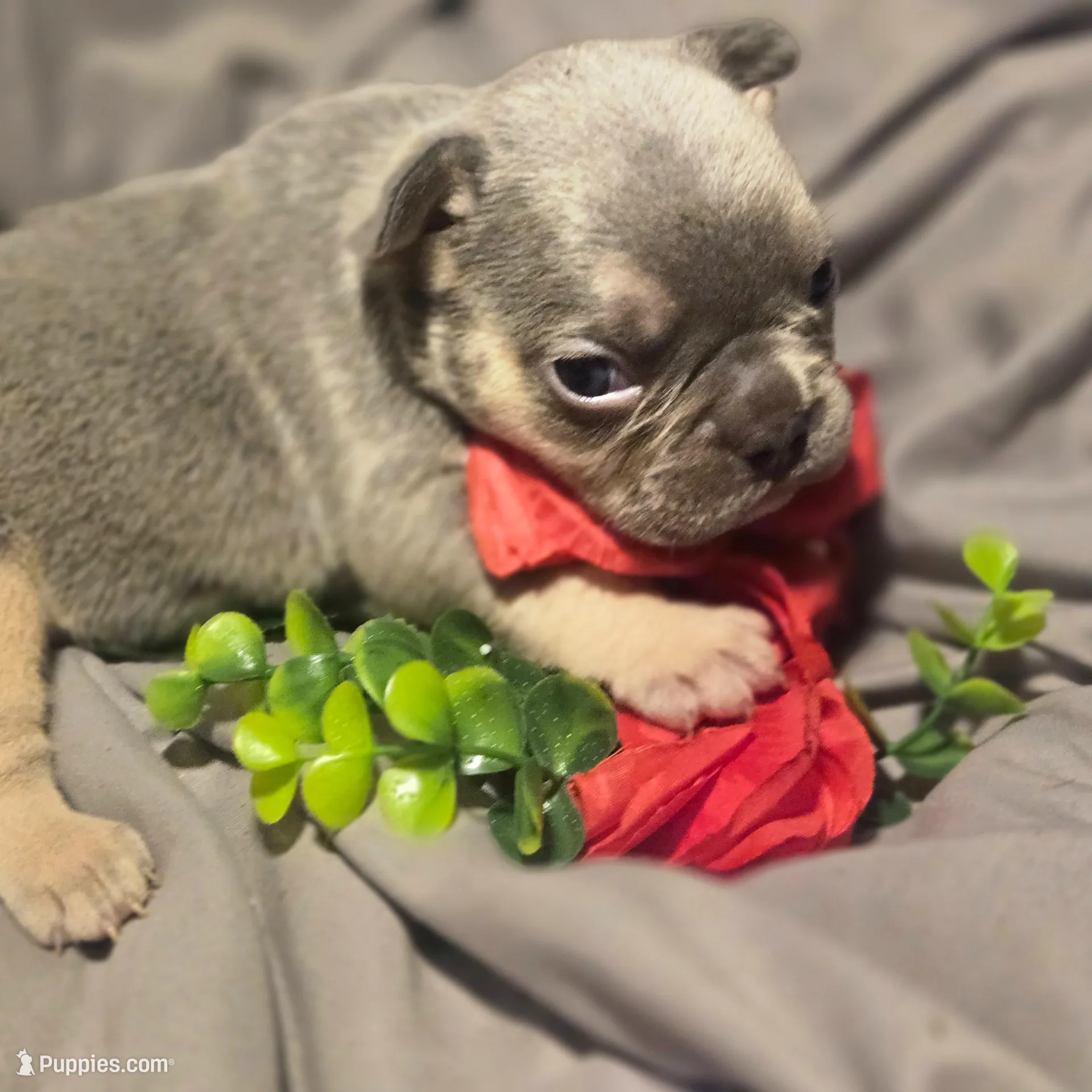 Boy 7, a male French Bulldog for sale in Greensboro, NC – Photo 4 of 8