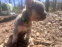 Green Collar, a male French Bulldog for sale in Greensboro, NC – Photo 3 of 9