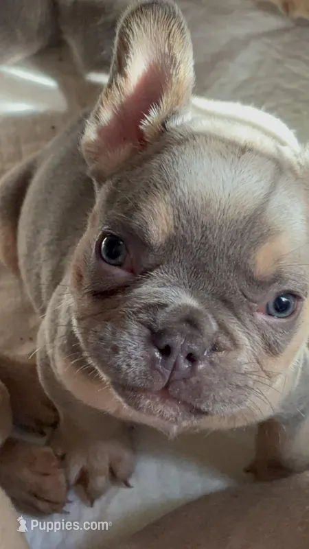 Green Collar – French Bulldog puppy for sale in Greensboro, NC