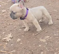 Purple Collar Boy, a male French Bulldog for sale in Greensboro, NC – Photo 3 of 4