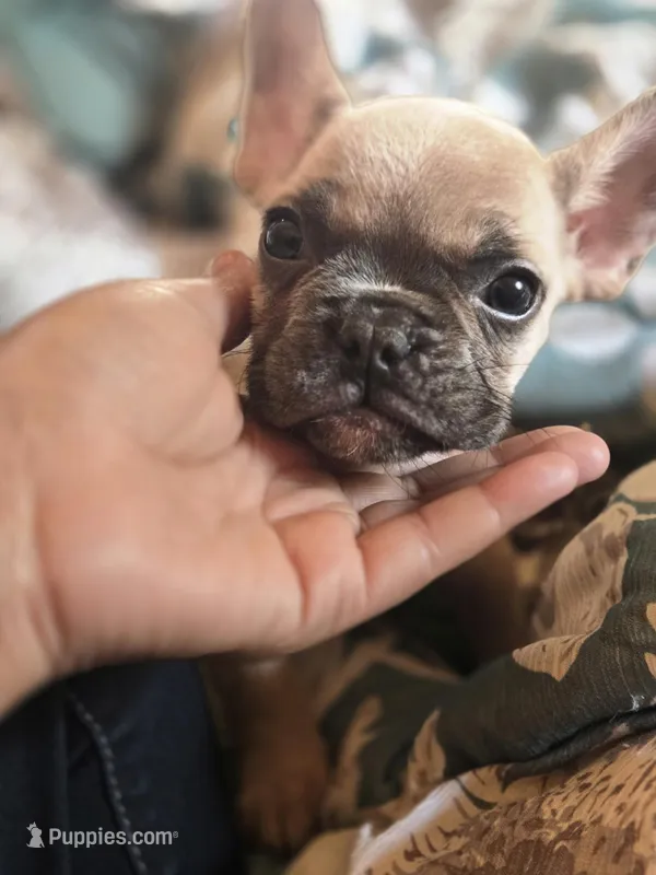 Purple Collar Boy – French Bulldog puppy for sale in Greensboro, NC