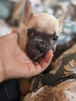 Purple Collar Boy, a male French Bulldog for sale in Danville, VA – Photo 7 of 7