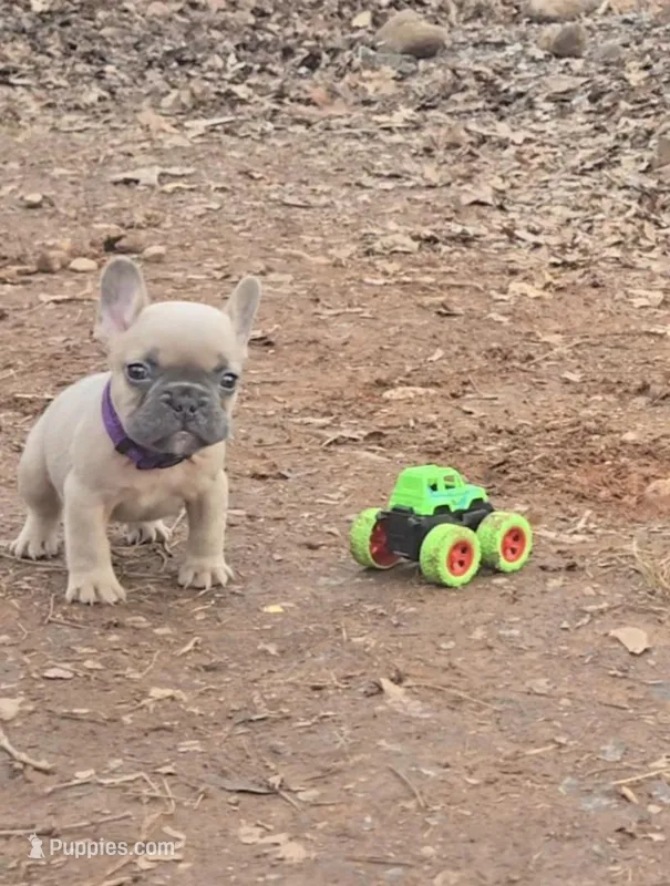 Purple Collar Boy – French Bulldog puppy for sale in Greensboro, NC