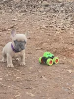 Purple Collar Boy, a male French Bulldog for sale in Greensboro, NC – Photo 1 of 4
