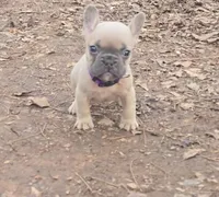 Purple Collar Boy, a male French Bulldog for sale in Greensboro, NC – Photo 2 of 4