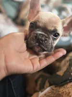 Purple Collar Boy, a male French Bulldog for sale in Danville, VA – Photo 6 of 7