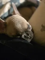 Purple Collar Boy, a male French Bulldog for sale in Greensboro, NC – Photo 4 of 4