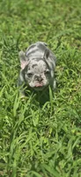 Male 1, a male French Bulldog for sale in Greensboro, NC – Photo 2 of 9