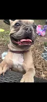 Male 1, a male French Bulldog for sale in Greensboro, NC – Photo 9 of 9