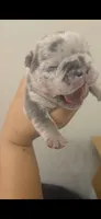 Male 1, a male French Bulldog for sale in Greensboro, NC – Photo 7 of 9