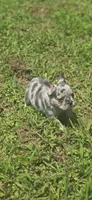 Male 1, a male French Bulldog for sale in Greensboro, NC – Photo 1 of 9