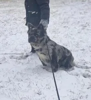 Male 1, a male French Bulldog for sale in Greensboro, NC – Photo 8 of 9