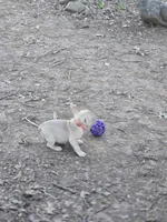 Honey Bun, a female French Bulldog for sale in Greensboro, NC – Photo 2 of 3