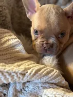 Honey Bun, a female French Bulldog for sale in Charlotte, NC – Photo 1 of 3