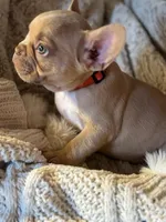 Honey Bun, a female French Bulldog for sale in Charlotte, NC – Photo 3 of 3