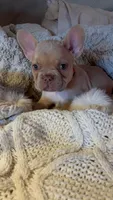 Honey Bun, a female French Bulldog for sale in Charlotte, NC – Photo 2 of 3