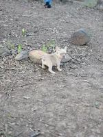 Honey Bun, a female French Bulldog for sale in Greensboro, NC – Photo 3 of 3
