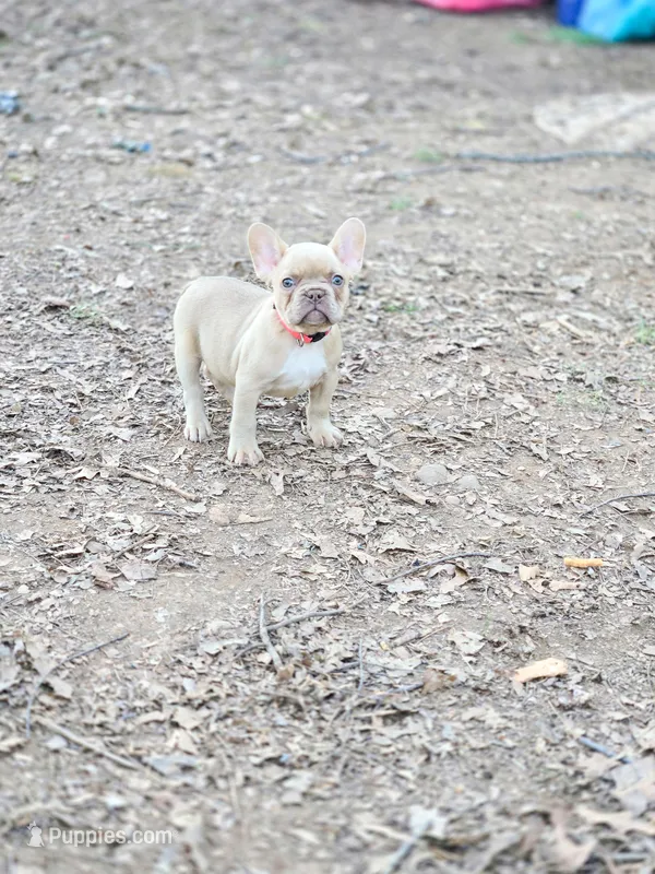Honey Bun – French Bulldog puppy for sale in Greensboro, NC