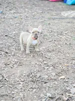 Honey Bun, a female French Bulldog for sale in Greensboro, NC – Photo 1 of 3