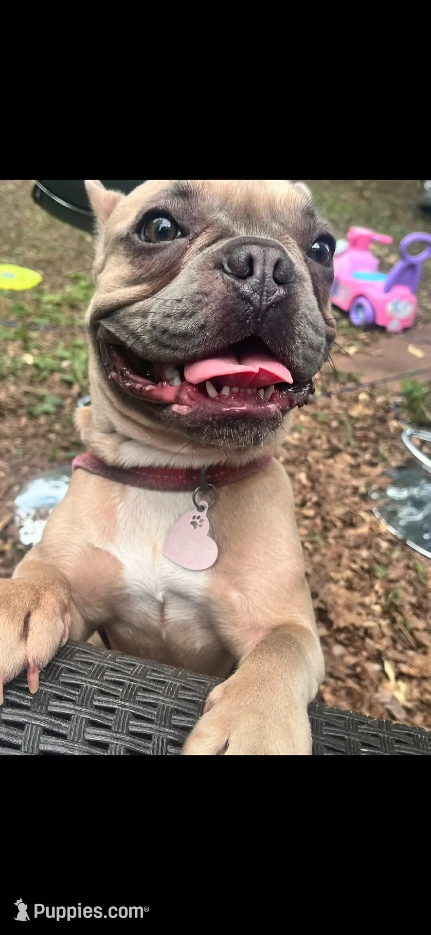 Teddy Bear , a male French Bulldog for sale in Greensboro, NC – Photo 5 of 5