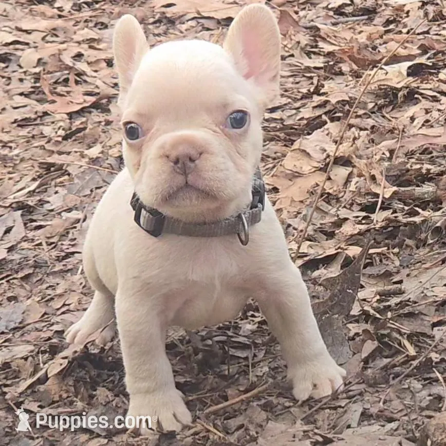 Gray Collar Boy, a male French Bulldog for sale in Greensboro, NC – Photo 1 of 6