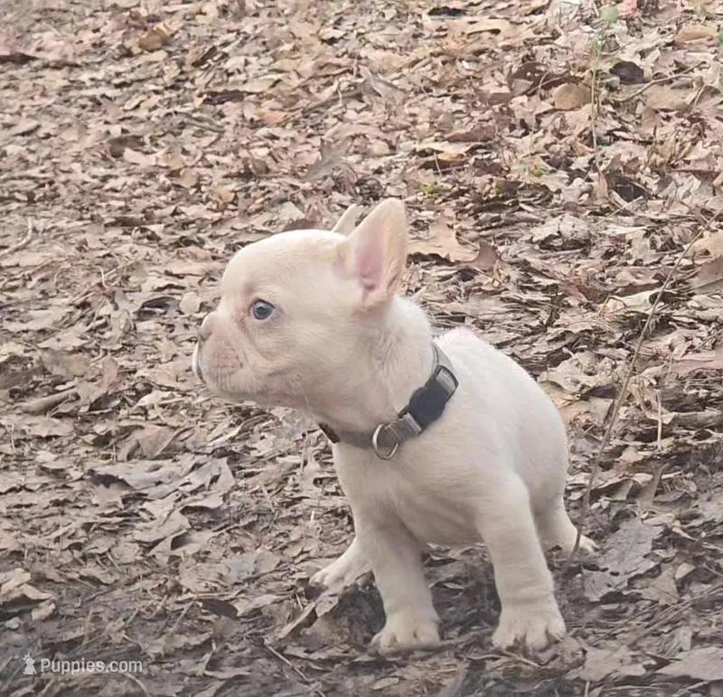 Gray Collar Boy – French Bulldog puppy for sale in Greensboro, NC