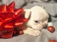 Boy 6, a male French Bulldog for sale in Greensboro, NC – Photo 2 of 9