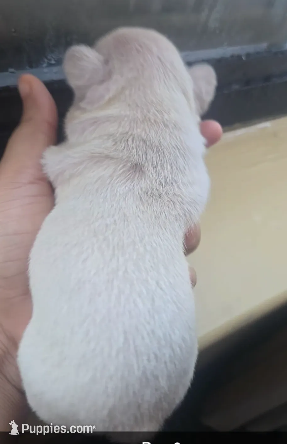 Boy 6, a male French Bulldog for sale in Greensboro, NC – Photo 5 of 9