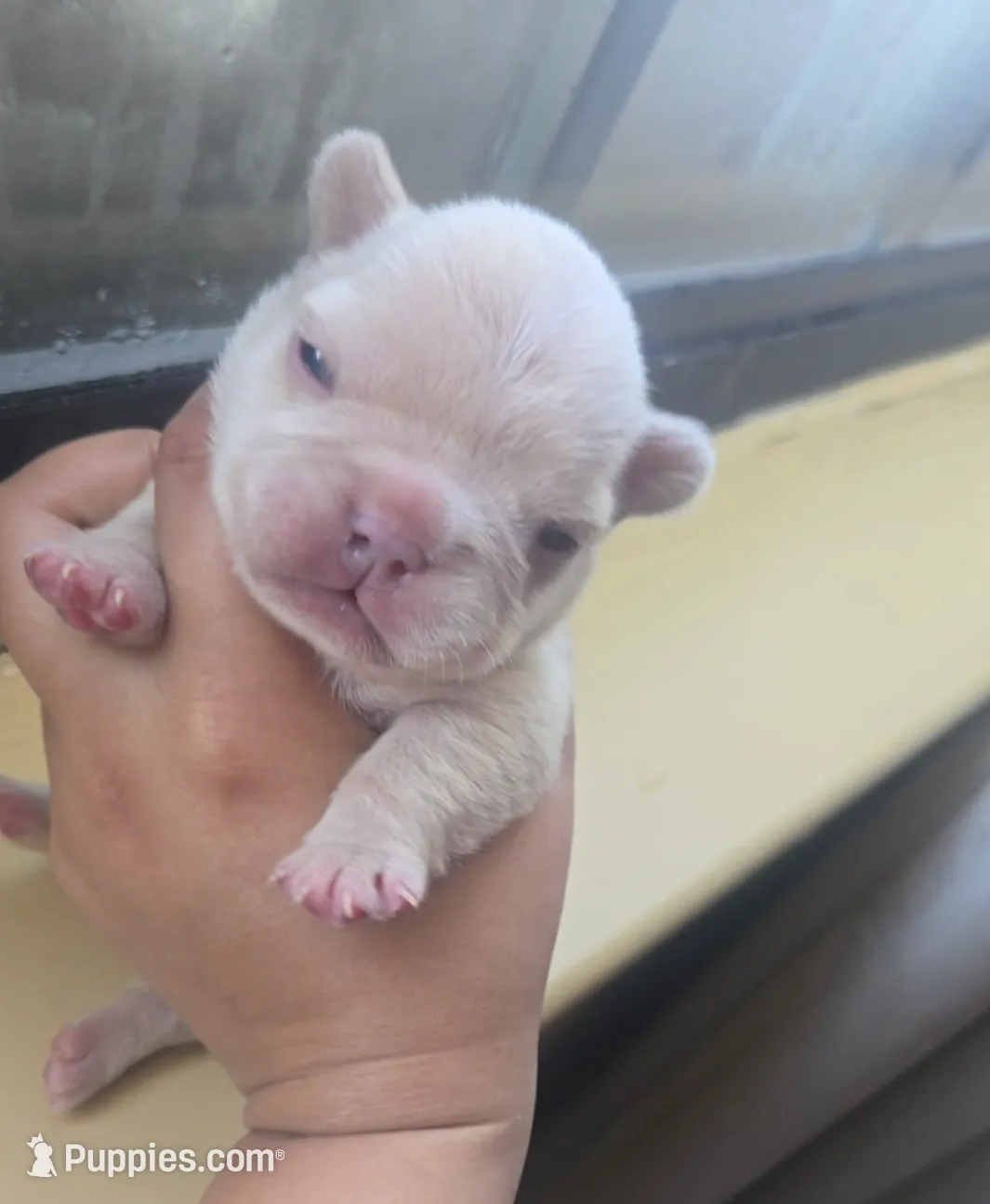 Boy 6, a male French Bulldog for sale in Greensboro, NC – Photo 6 of 9