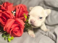 Boy 6, a male French Bulldog for sale in Greensboro, NC – Photo 1 of 9