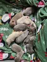 Boy 6, a male French Bulldog for sale in Greensboro, NC – Photo 9 of 9