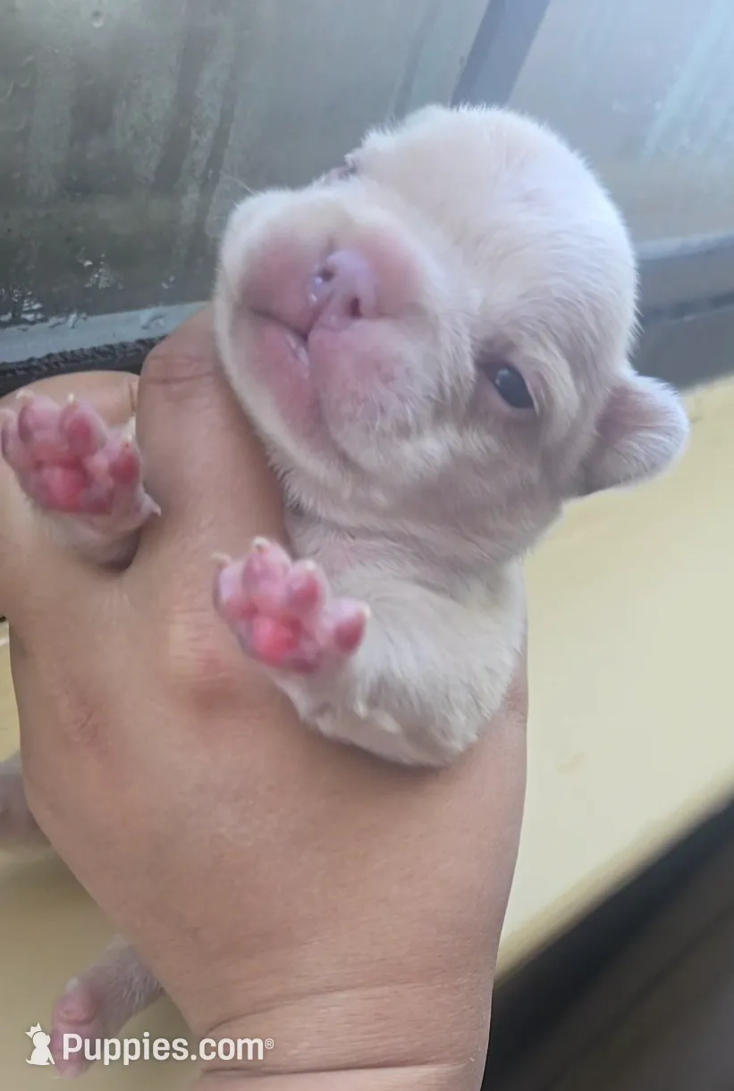 Boy 6, a male French Bulldog for sale in Greensboro, NC – Photo 4 of 9