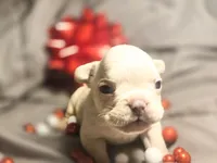 Boy 6, a male French Bulldog for sale in Greensboro, NC – Photo 3 of 9