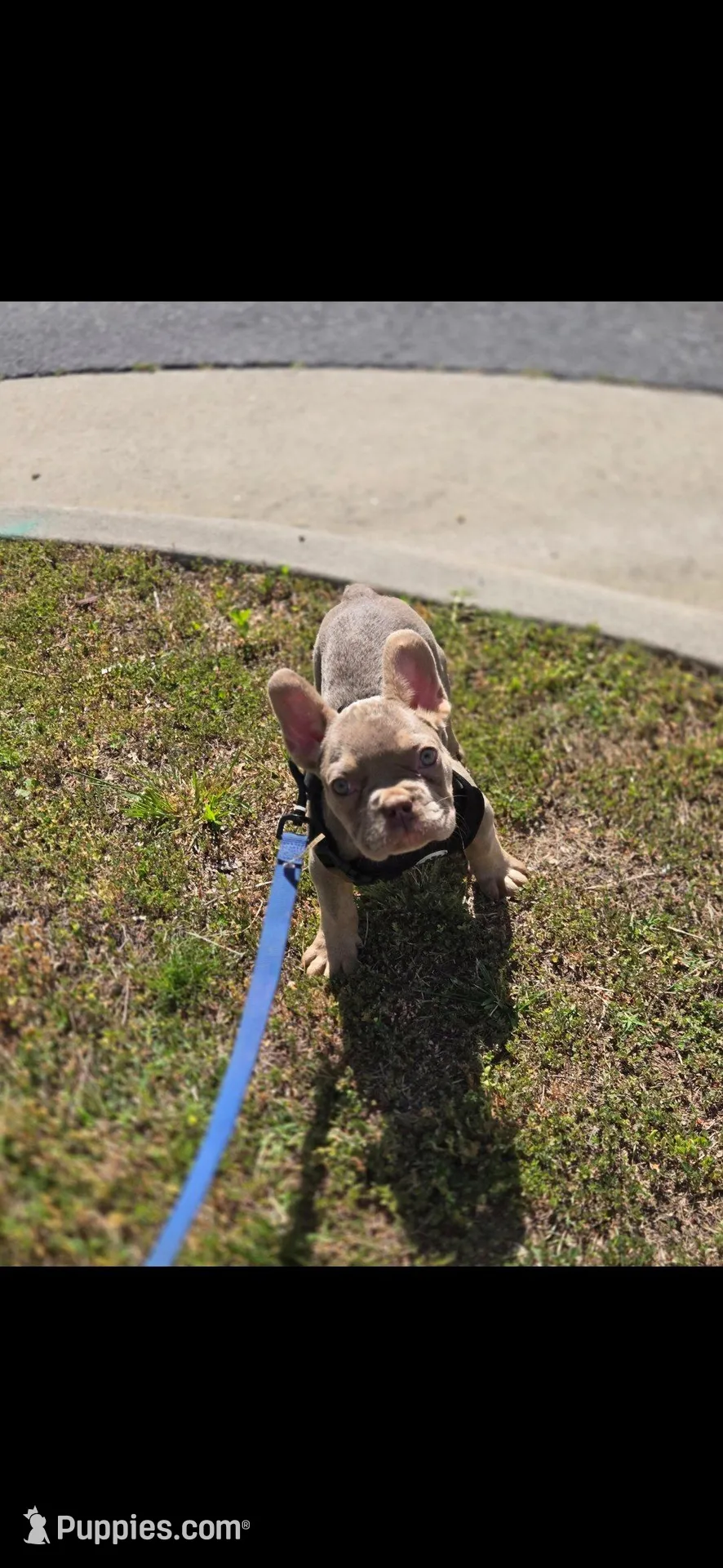 Teddy Bear , a male French Bulldog for sale in Greensboro, NC – Photo 3 of 5