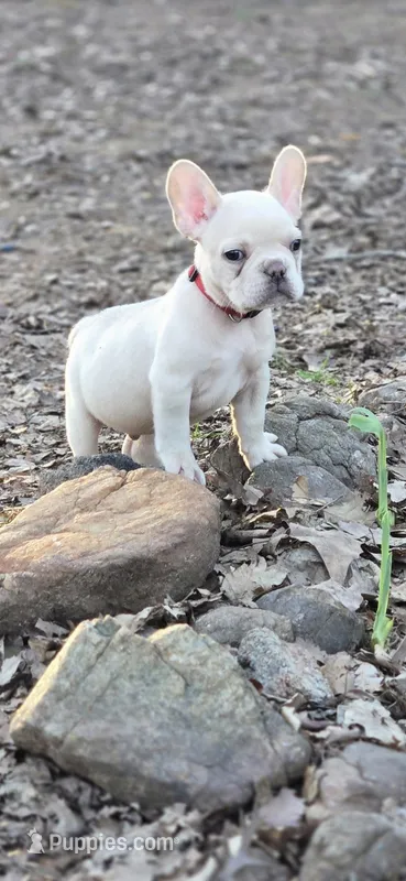 Red collar Male – French Bulldog puppy for sale in Greensboro, NC