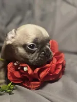 Boy 8, a male French Bulldog for sale in Greensboro, NC – Photo 2 of 6